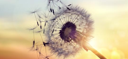 Dmuchawiec na tle zachodzącego słońca.